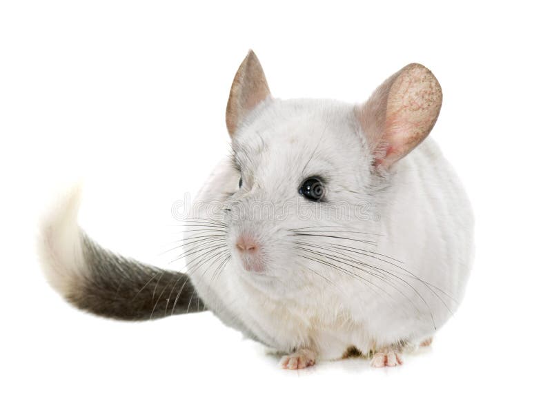 Chinchilla dans des mains photographie stock libre de droits Chinchilla dans des mains photographie stock libre de droits