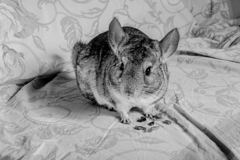 Chinchilla eating stock image. Image of eating, rodent 42423783