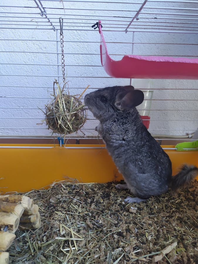 Chinchilla eating its food stock image. Image of eating 12719837