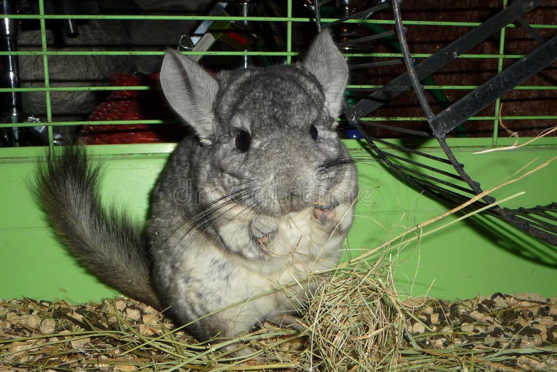 Chinchilla and hay stock image. Image of cage, rodent 104067091