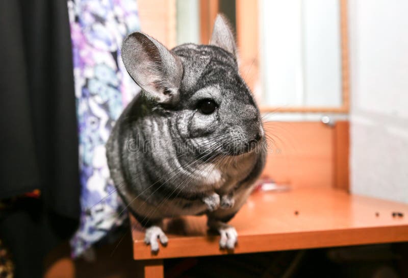 Chinchilla Gris Esta Sentada En El Umbral De La Ventana Hojas De Comer Mascotas Tiernas Y Tiernas Imagen De Archivo Imagen De Domestico Piel