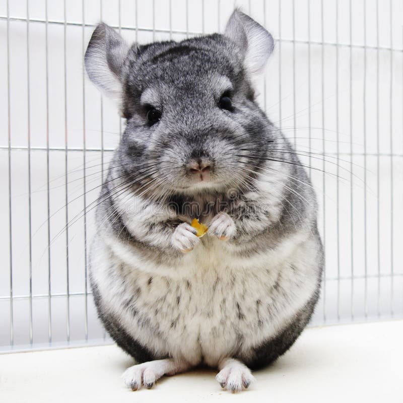 Chinchilla in his cage stock image. Image of close, animal 8023961