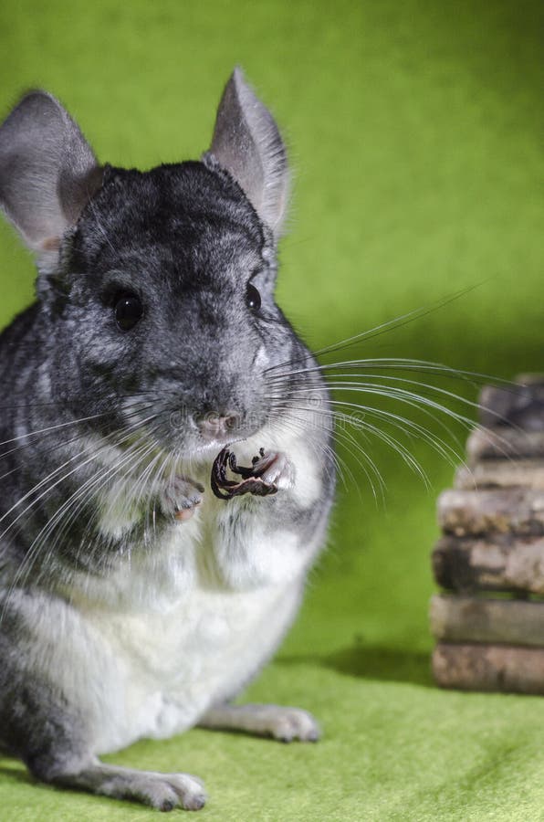 Chinchilla stock photo. Image of domestic, nice, colour 36799368