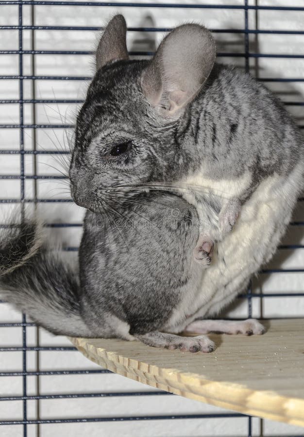 Chinchilla rodent close up stock image. Image of mammal 125013963