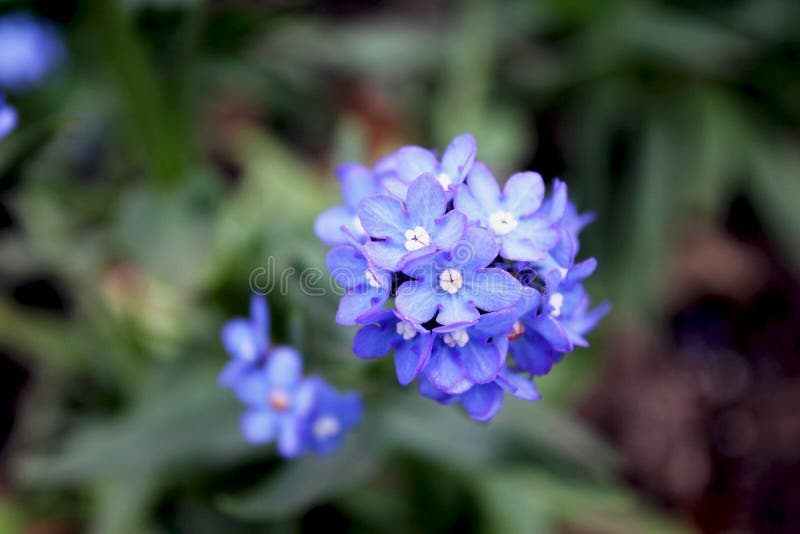 Chinees vergeet-mij-nietje, amabile Cynoglossum stock fotografie Chinees vergeet-mij-nietje, amabile Cynoglossum stock fotografie