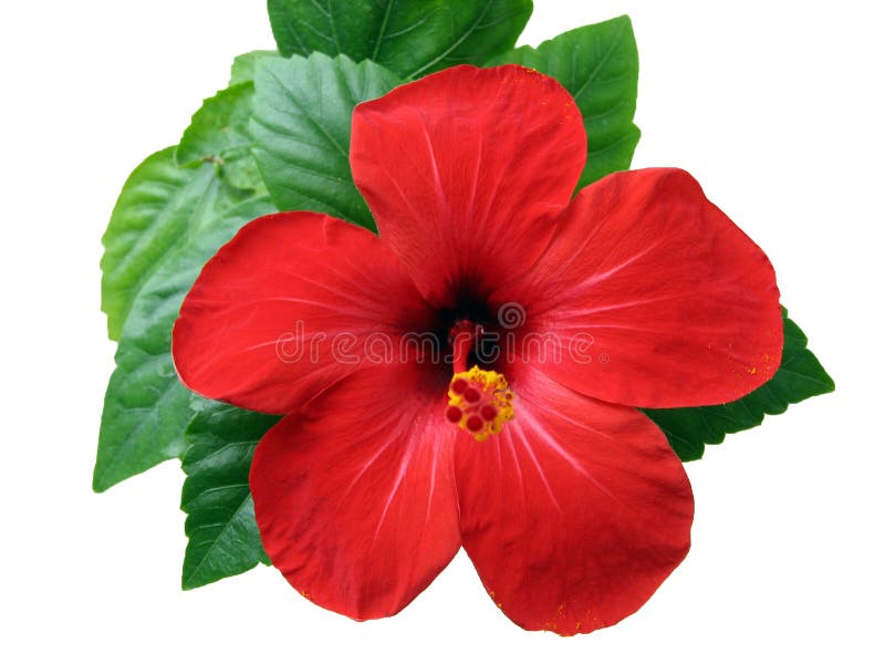 chinensis hibiskus rosa royaltyfri bild chinensis hibiskus rosa royaltyfri bild