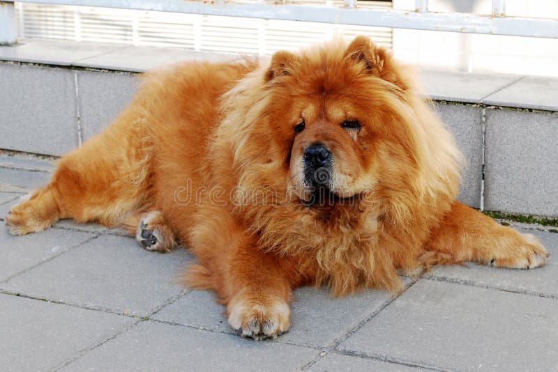 Is Chow Chow A Dangerous Dog