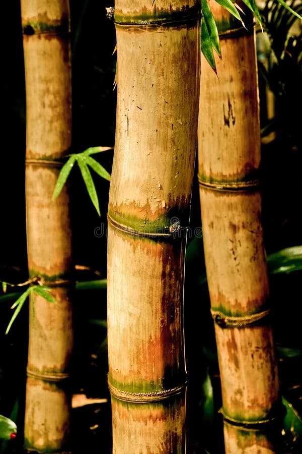 Chinese Bamboo Canes, Kew Gardens, London