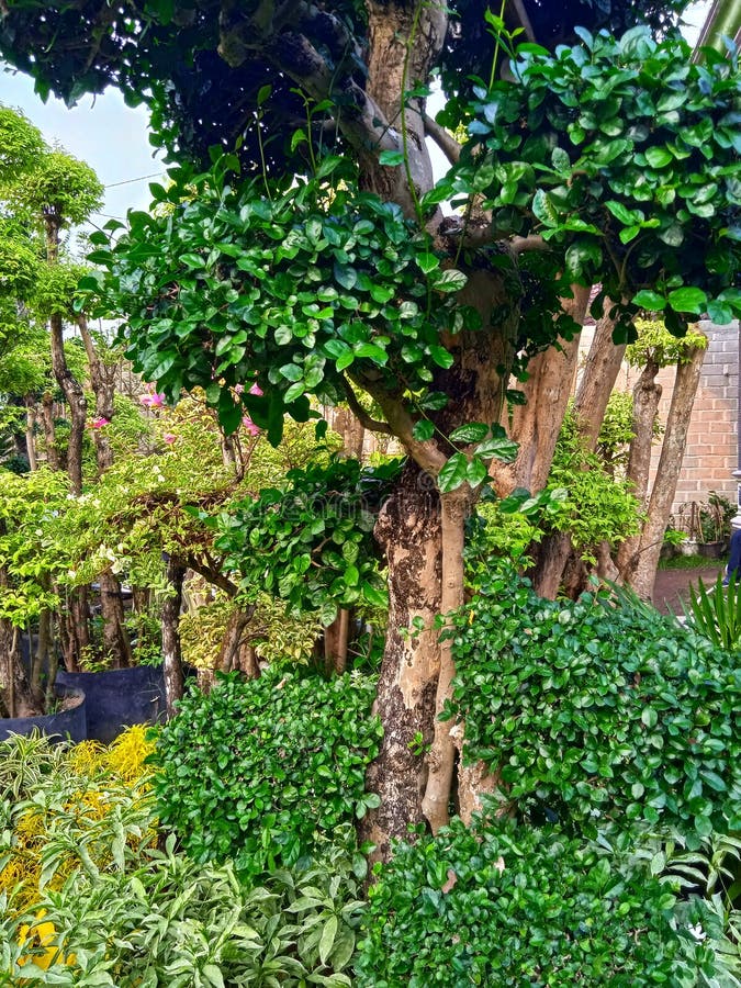 Chinese Banyan Plants with Large Stems and Green Leaves. Stock Image ...