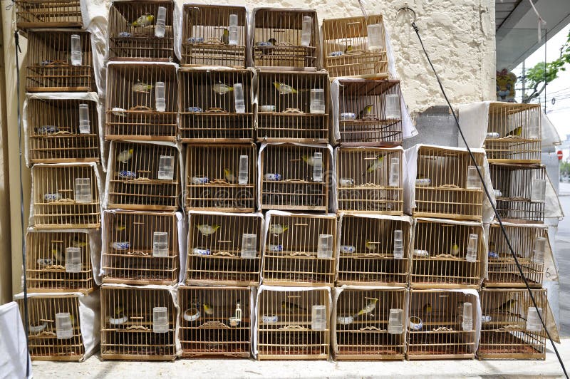 Bird cages in pet shop stock image. Image of store, assortment 38372169