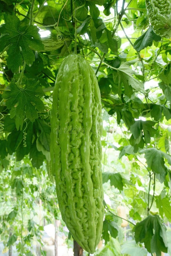 Chinese Bitter Gourd or Bitter Cucumber Growing on the Plant Stock