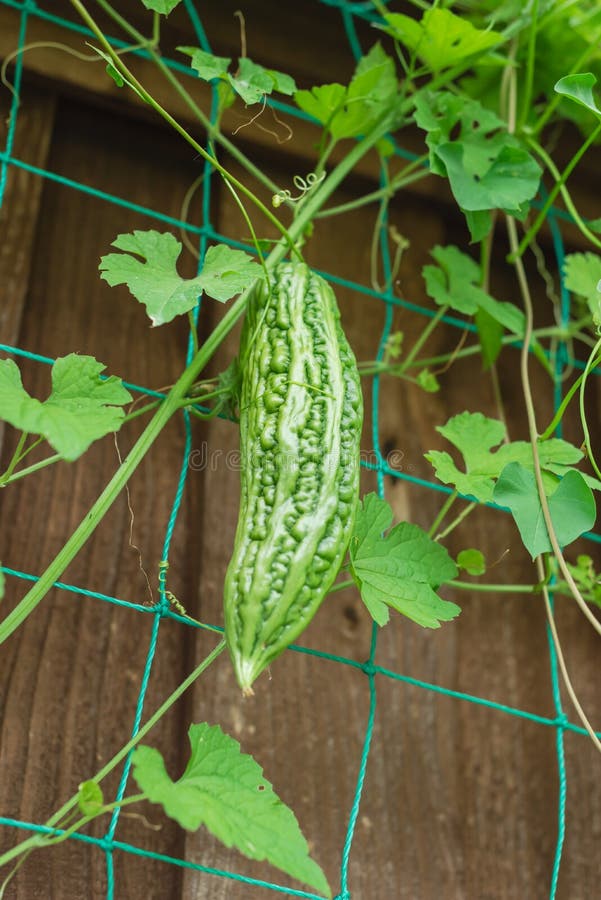 Chinese Bitter Melon fruit on vine climbing trellis netting ready to harvest at backyard garden near Dallas, Texas, USA