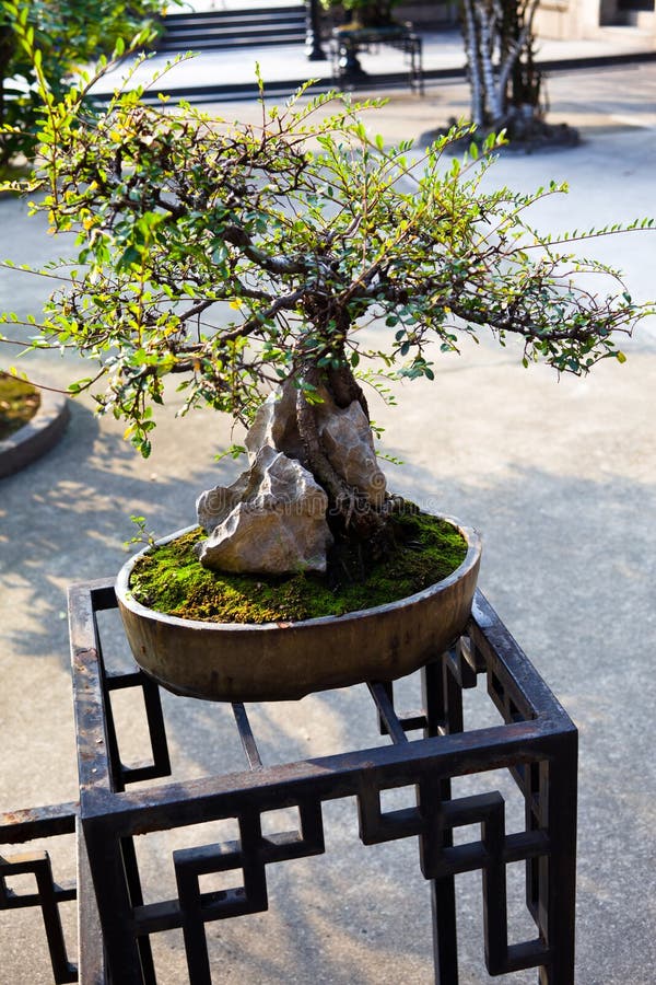 Chinese bonsai stock image. Image of culture, stone, branch 27506315