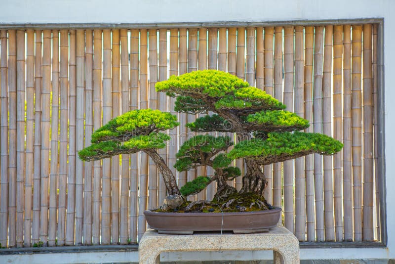 Chinese bonsai in a garden