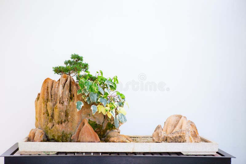 Chinese bonsai in a garden