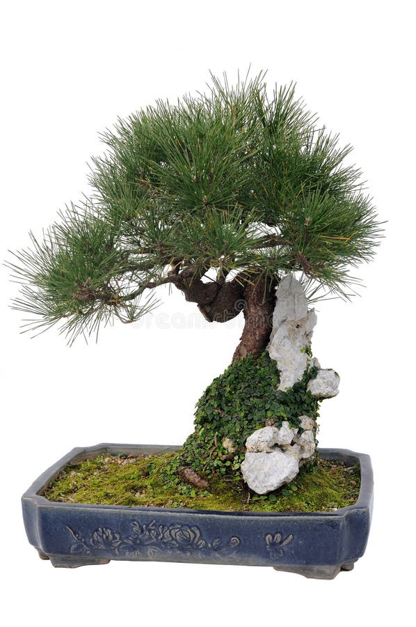 Chinese bonsai tree stock photo