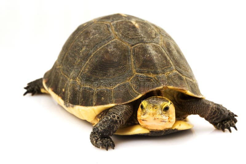 Chinese Box Turtle stock photo. Image of biology, protection - 6263786