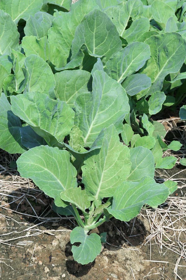 Chinese Broccoli, Chinese Kale or Kailan Stock Image Image of