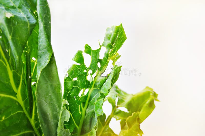 Chinese Broccoli Organic is Common with Nibble Insects and Empty Space