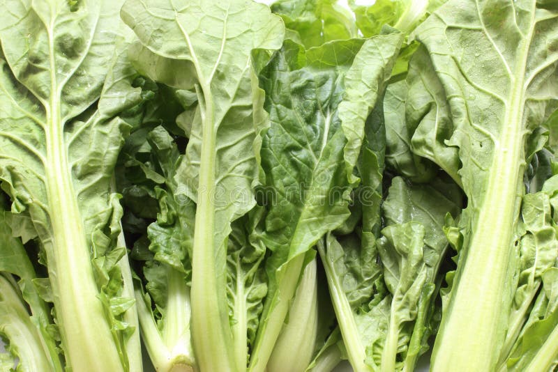 Chinese cabbage stock photo. Image of fiber, product 28466148