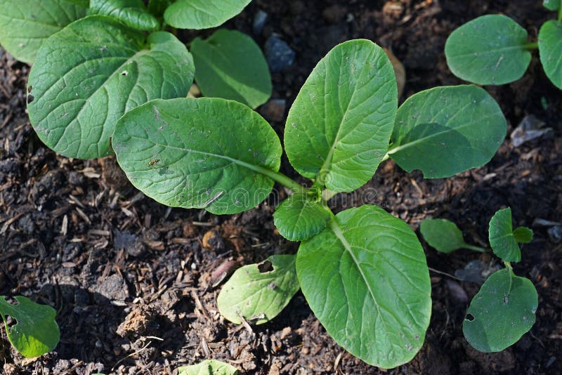 Chinese Cabbage or Bok Choy, Leafy Vegetable in Brassica Family Stock