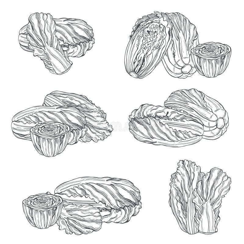 Chinese Cabbage. Vector Illustration Stock Vector Illustration of cabbage, china 201629287