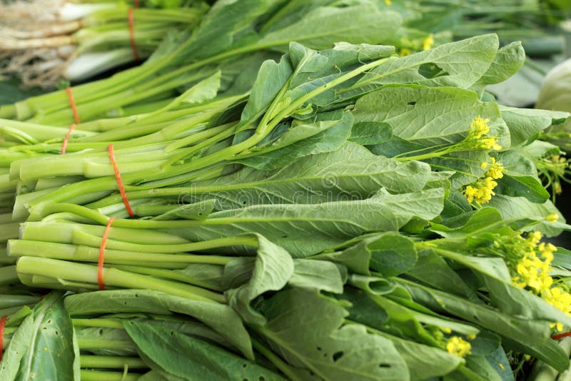 Chinese Cabbage Vegetables (Brassica Chinensis) Stock Image Image of
