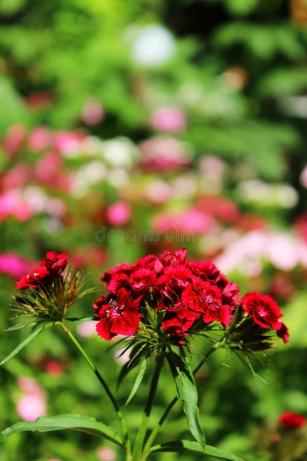 Flowering of Red Carnations in the Garden Outdoor Stock Photo Image