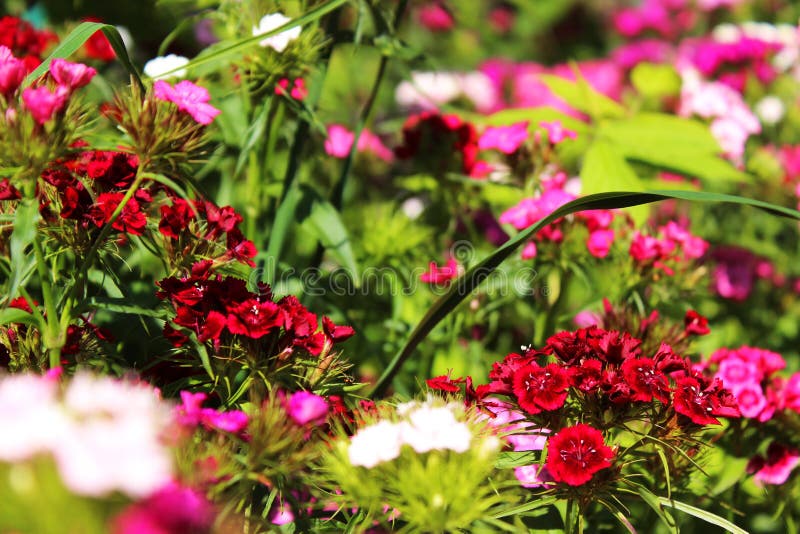Chinese Carnation in the Garden. Flowering Carnations Stock Photo