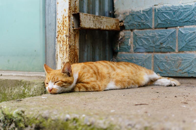 Chinese cat DragonLi stock photo. Image of mammal 42981922