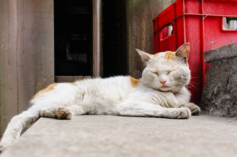 Chinese cat DragonLi stock photo. Image of mammal 42981922