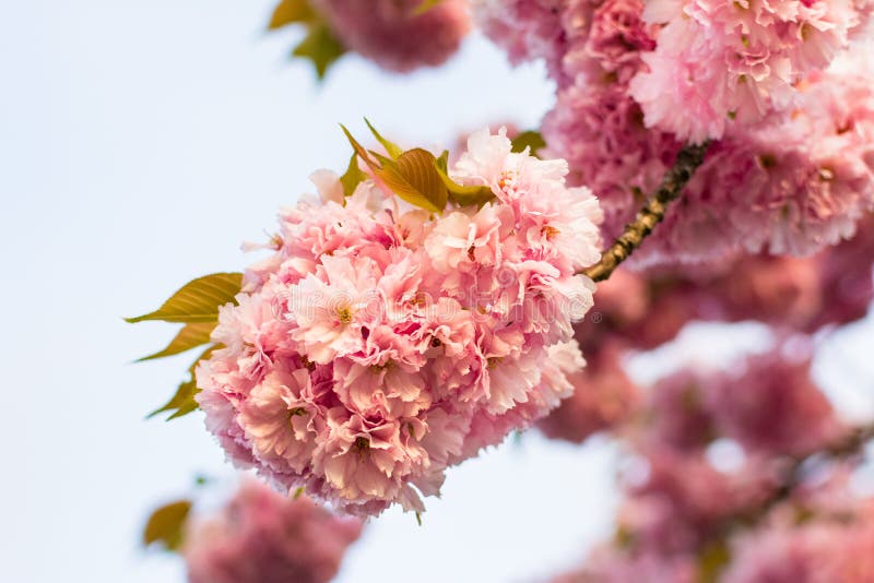 Chinese cherry tree stock photo. Image of nature, spring 70403282