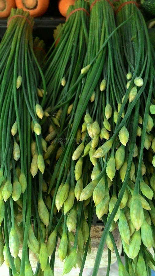 Chinese chive stock image. Image of food, chive, chinese 64237911