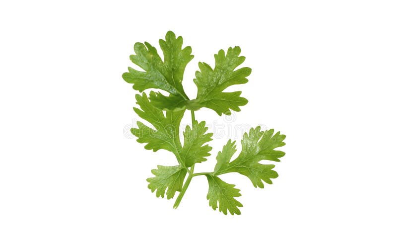 Chinese coriander stock image. Image of white, vegetable 238633829