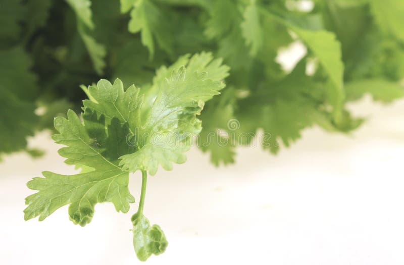 Chinese coriander stock image. Image of white, vegetable 238633829