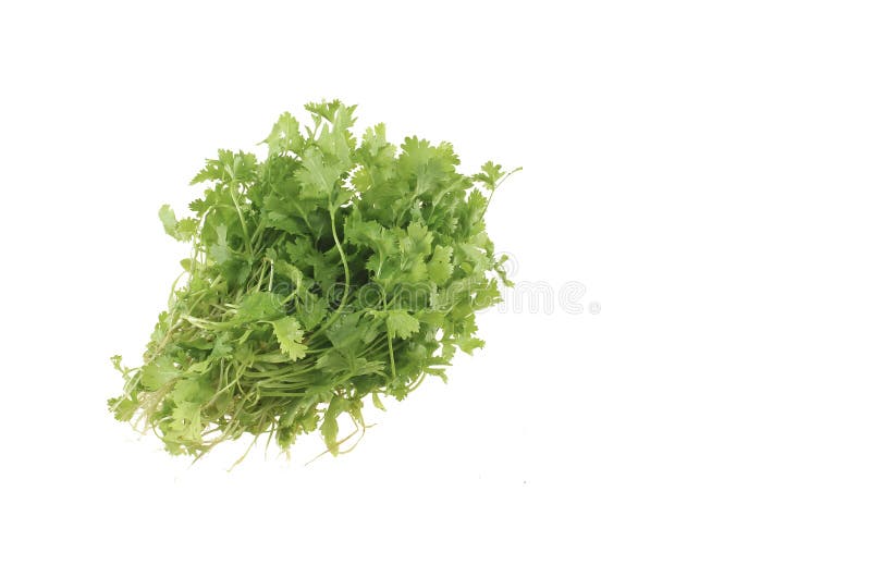 Chinese coriander stock image. Image of white, vegetable 238633829