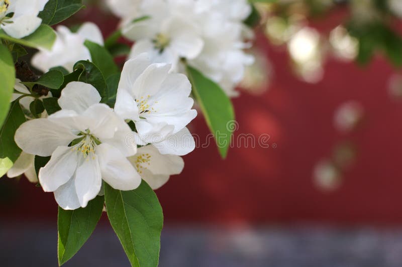 Chinese crabapple stock photo. Image of crab, green 13142962
