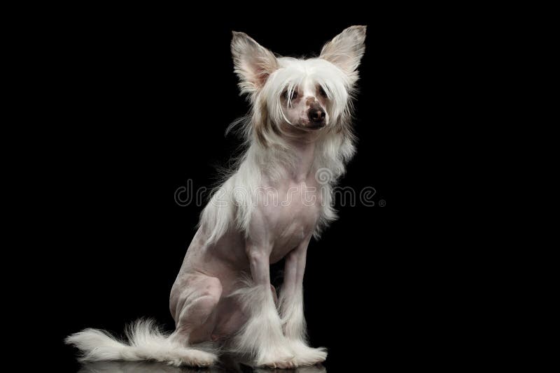Chinese Crested Dog on a Black Background Stock Image Image of look