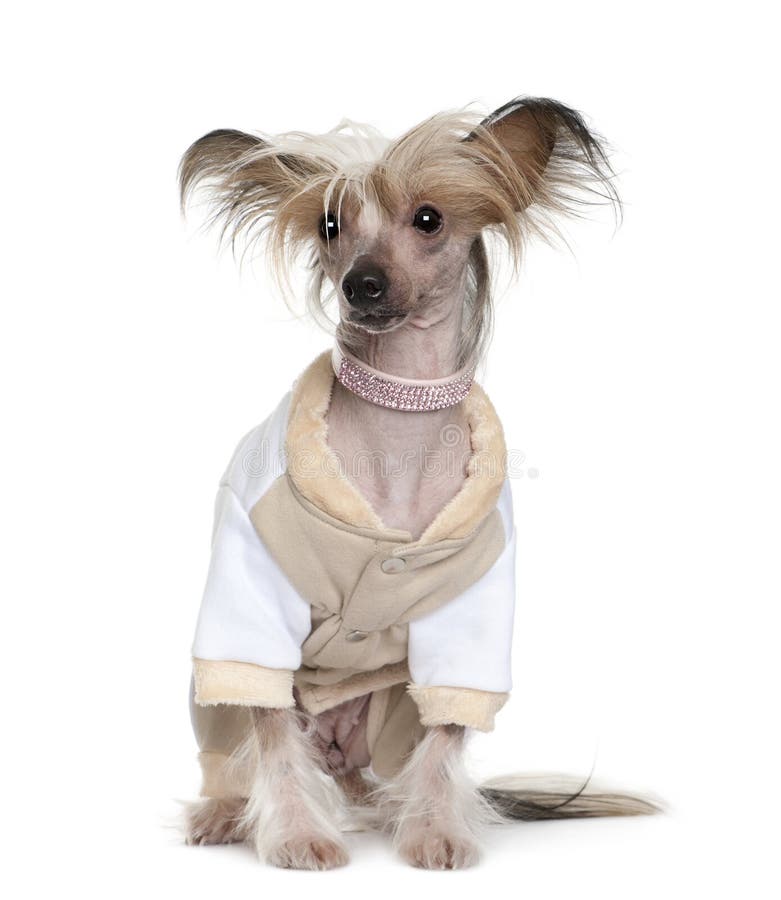 Chinese Crested Dog dressed up, 1 year old