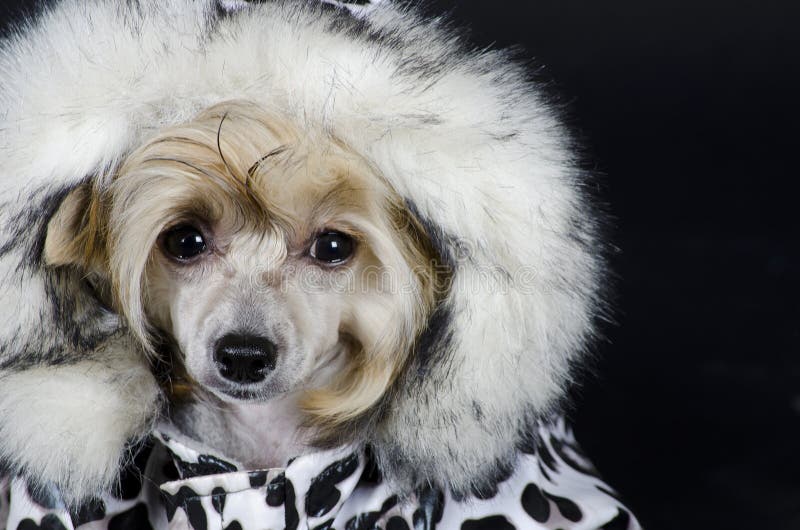 Chinese Crested dog