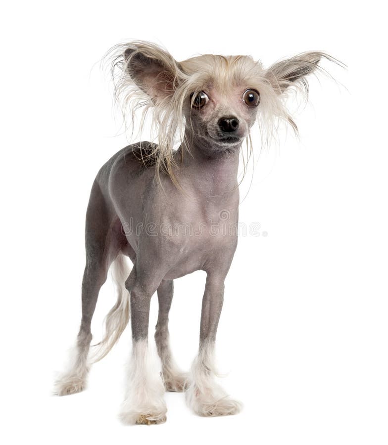 Chinese Crested Dog - Hairless Stock Photo - Image of crested, puff ...