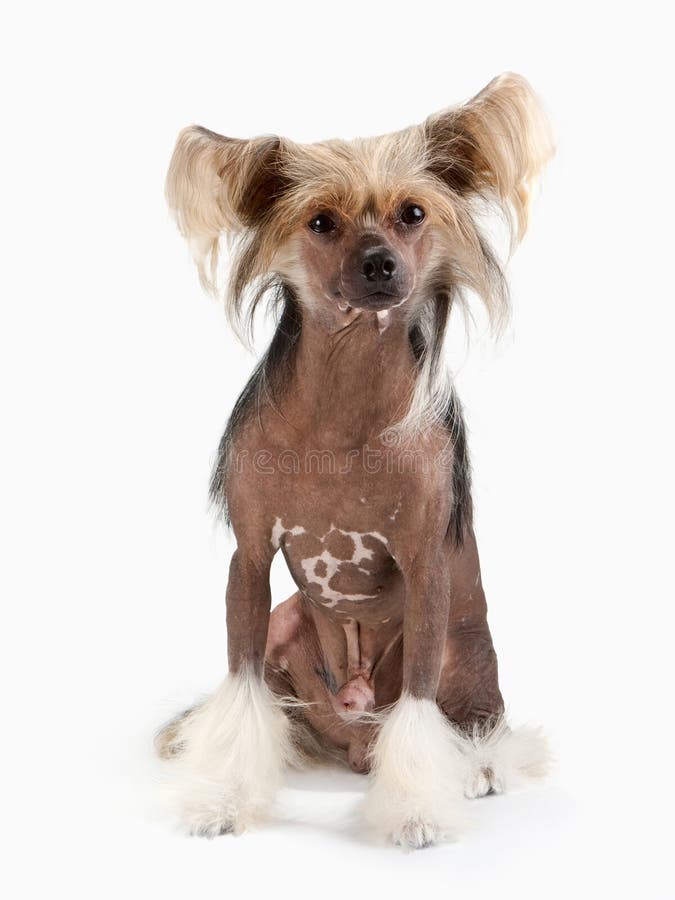 Chinese Crested Dog male.