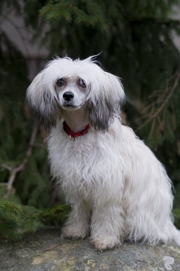 Chinese Crested Dog - Powderpuff