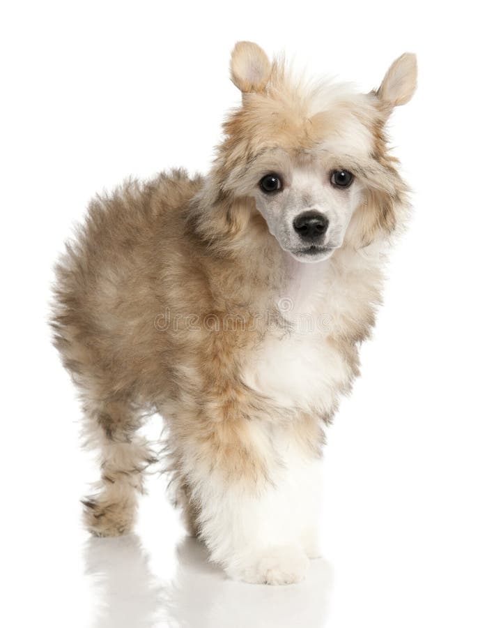 Chinese Crested Dog - Powderpuff puppy (3 months