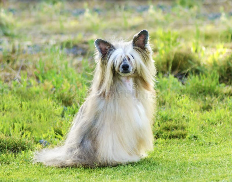 Chinese Crested dog (Powderpuff)