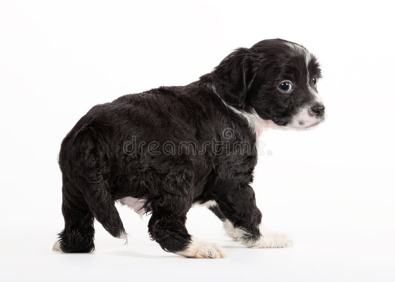 chinese crested powder puff black and white