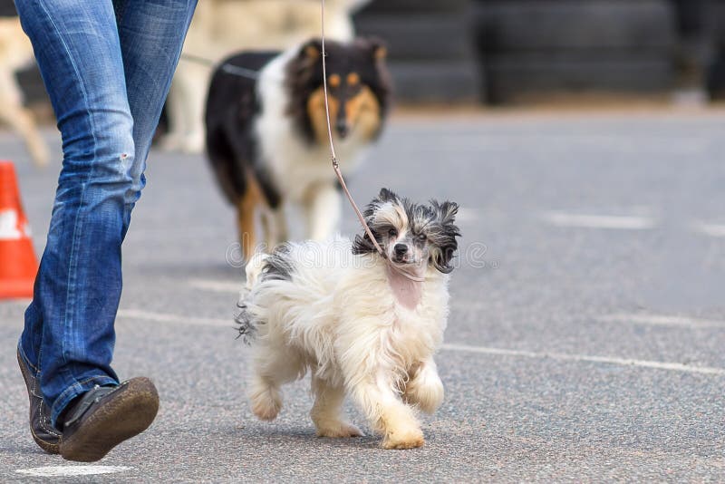 Chinese Crested Dog