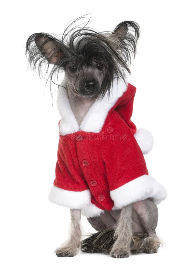 Chinese Crested Dog in Santa coat, 1 year old