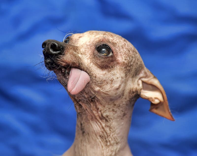 Toothless Dog Stock Photos - Free & Royalty-Free Stock Photos from Dreamstime Toothless Dog Stock Photos - Free & Royalty-Free Stock Photos from Dreamstime