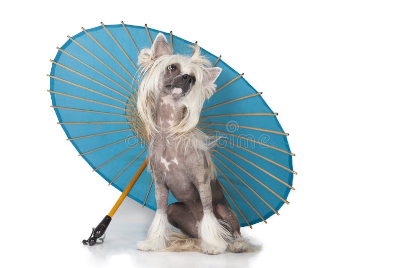 Chinese Crested Umbrella Chinese Crested Umbrella